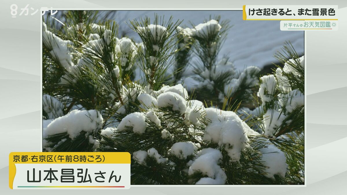 お天気図鑑 冬に逆戻り 松の木に4 5センチの積雪 京都市右京区