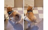 ルンルン気分の柴犬の足踏みにパパが加わると…突然テンションが急降下！どうしてこうなっちゃったのか聞いた