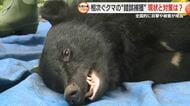シカ用ワナにクマが…！猟友会も驚く“異例”の多さ　ただ捕獲しても駆除せず山へ　その理由は？【静岡発】