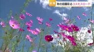 秋の空に映え…コスモス見ごろ　12日ごろまで晴れて30℃近くまで気温上昇　激しい寒暖差に注意