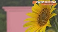 土佐清水・ヒマワリ5万本見頃　SNS映えするピンクのドアも【高知】