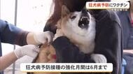 犬たちも注射は嫌…狂犬病予防接種で攻防戦　沖縄は接種率が全国平均下回る