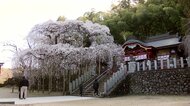 樹齢650年以上の優雅な佇まい　いわき市・小川諏訪神社のシダレザクラ《ふくしま桜紀行2025》
