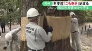 害虫を藁に誘い込み駆除…岡崎城公園で松の木の冬支度「こも巻き」24日までに園内125本全て作業予定