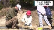 地域の自然や農業に関心を　小学生がシイタケの菌打ち体験