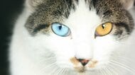 猫の目はなぜ夜に光るの？子猫はみんな青い目だって知ってた？猫の目のヒミツを徹底解説