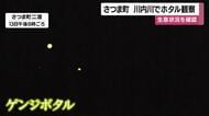 川内川でホタル観察　生育状況を確認　鹿児島・さつま市
