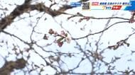 広島のサクラ「開花宣言」　縮景園のソメイヨシノ5輪以上咲く　満開は31日ごろの見込み