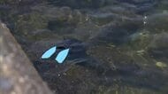 「友人が琵琶湖で溺れている」午前4時頃に通報　魚とりに来ていた20代くらいの男性溺れ死亡　滋賀・長浜市