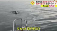「うぉっ！ 目の前だ！」東京湾上の船に体長10m級のクジラが接近　専門家「比較的若いザトウクジラの可能性」　千葉・浦安沖