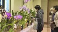 １００鉢咲き競う…津山市のアルネ津山で愛好家６人が育てた洋ランの展示会【岡山】