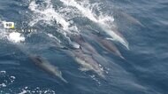 パトロール中 大群が出現 瀬戸内海 イルカ何頭いた?