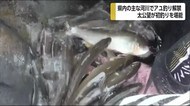アユ漁解禁 宮崎県日之影町 五ヶ瀬川