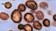 福島県51例目のクラスター確認 4月12日の新規感染者は13人 <新型コロナ>