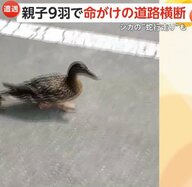「どうすんのさこれ～」カルガモ親子9羽で“命懸け”の道路横断…警察官がボディーガードし川へ誘導　車道を“蛇行走り”で先導する鹿も　北海道