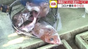 コロナ禍の逆境をチャンスに!漁師たちの挑戦 瀬戸内鮮魚の“ネット直送サービス”