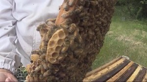 ハチミツ採取が最盛期
