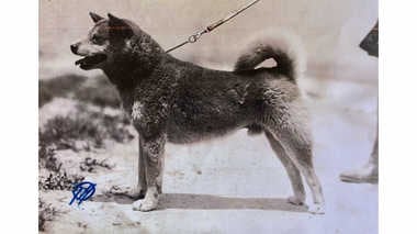 柴犬のルーツはこの犬だった!戦禍を生き抜いた石州犬「石号」にちなんだ新グルメも誕生【島根発】