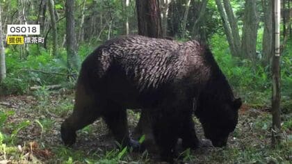 忍者グマ「OSO18」駆除したばかりなのに また“牛襲いクマ”出現