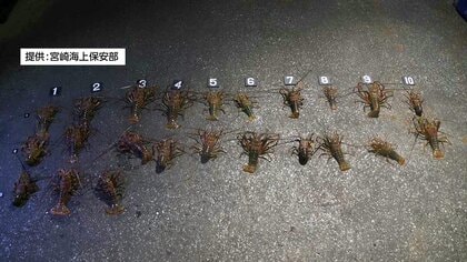 現場にイセエビ23匹放置し立ち去る　密漁などの疑いで会社役員の男2人逮捕・送検