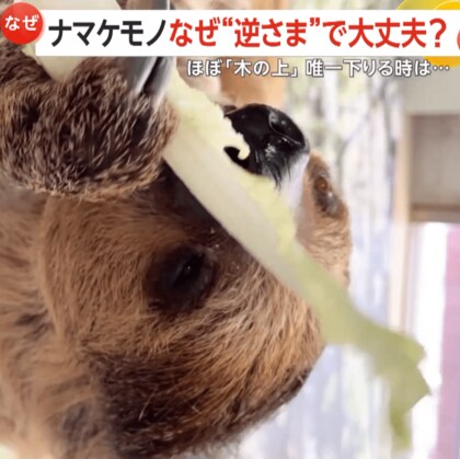 【その体勢大丈夫？】逆さまで水を飲むナマケモノ…実は体に“ある秘密”が　和歌山・白浜町「アドベンチャーワールド」