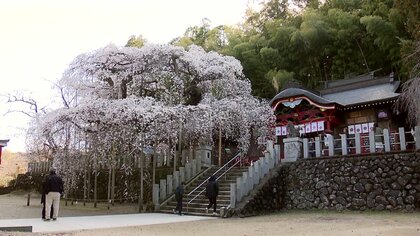 樹齢650年以上の優雅な佇まい　いわき市・小川諏訪神社のシダレザクラ《ふくしま桜紀行2025》