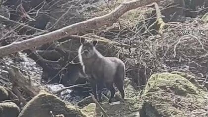 登山客をじーっと見つめる動物…正体は“絶滅危惧”のニホンカモシカ　県「見かけた際は静かに見守って」　愛媛