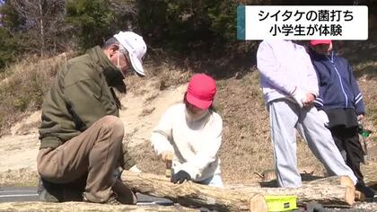 地域の自然や農業に関心を　小学生がシイタケの菌打ち体験