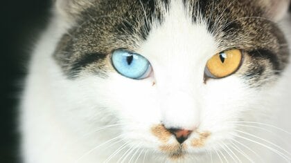 猫の目はなぜ夜に光るの？子猫はみんな青い目だって知ってた？猫の目のヒミツを徹底解説