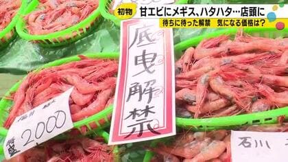 底引き網漁が解禁、近江町市場に初物並ぶ　甘エビやメギスが例年より2〜3割安