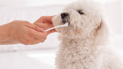 ペット向け消耗品についての消費者調査