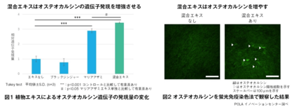 骨強化に寄与するオステオカルシン産生量を増やす植物由来混合エキスを発見