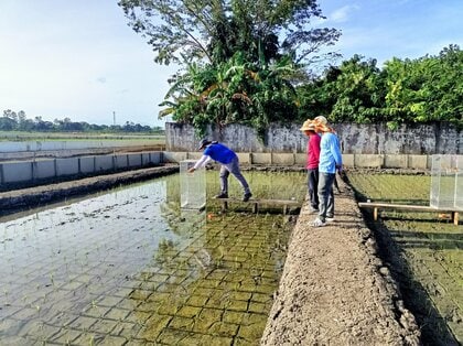 収量を維持しながらCO2e排出量を30%削減:BASF、グローバルカーボンフィールドトライアルから稲作に関する新知見を発表