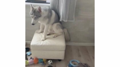 「あ、やばい...」やってしまった自覚しかないハスキーの反省MAXが愛おしい…イタズラっ子なのか当時の状況を聞いた