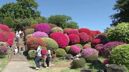 3万株のツツジの花が見ごろ　長野・岡谷市の鶴峯公園