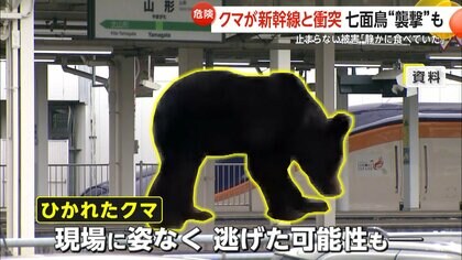 夏の終わりは空腹」クマの出没相次ぐ…宮城でマスカット500房食い荒らす