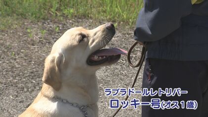 【豪華・大迫力！】警察犬プレート(流通は最後かも？) tmrごっこ #犬 #風 #highpressure #tmrevolution #tmrevolution