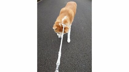 帰りたくない」全身の力を抜いた秋田犬の“帰宅拒否”がスゴい！体重は約