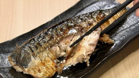サバが“高級魚”に？漁獲量10年で半減し価格が上昇　愛媛で完全養殖に成功　人気の「サヴァ缶」は販売再開