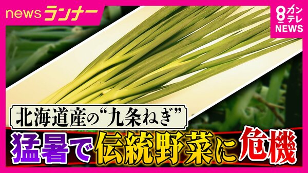 京都の伝統野菜「九条ねぎ」に“異変” 暑さに弱く夏場の収穫が困難に 産地変更の動き「北海道産九条ねぎ」も誕生|FNNプライムオンライン
