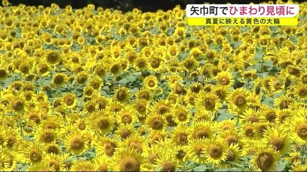 ２０万本のヒマワリが見頃 岩手 矢巾町