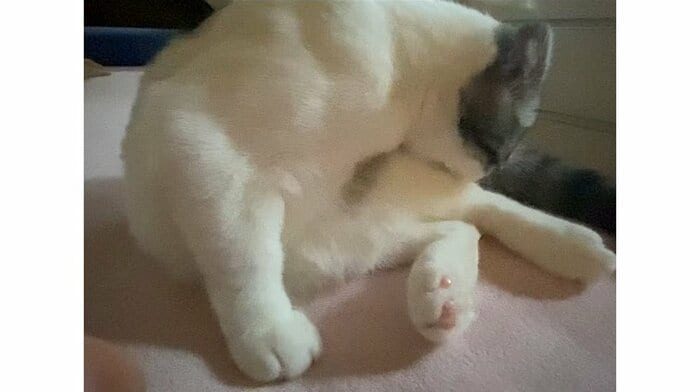 飼い主さん「子猫にしては筋肉があるんじゃないか」と話すのがこちら