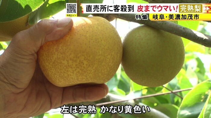 ニュースONE