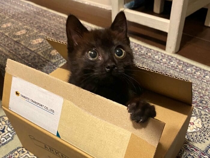 家族の仲間入りとなったルルちゃん