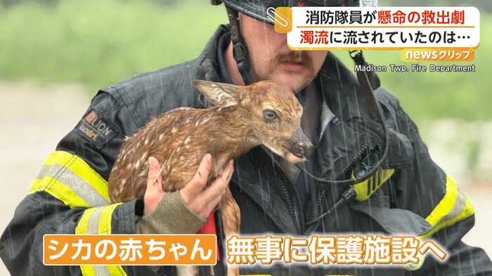 消防隊員に運ばれるシカの赤ちゃん