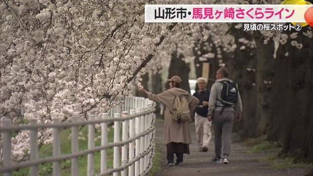 川沿いに2.3キロの桜並木が続く