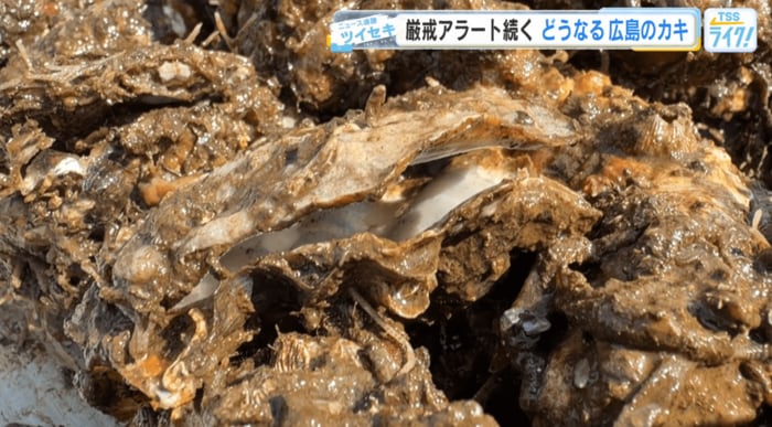 口を開けて死んだカキ