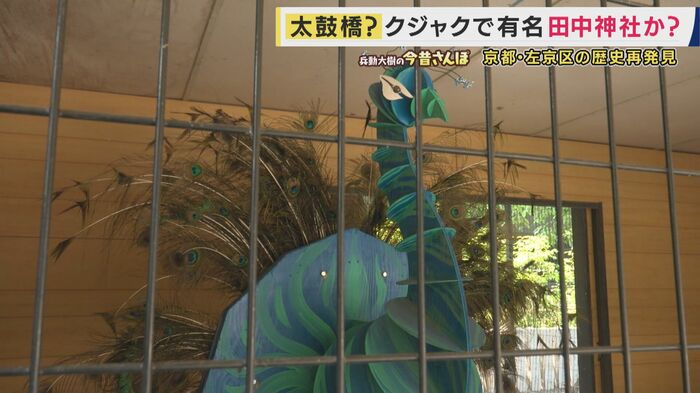 地域に愛されたクジャク