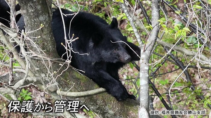 クマは保護の対象から管理へと国が方針を転換