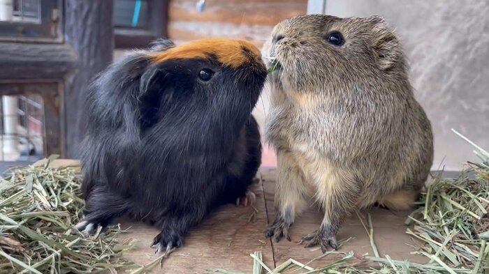 ぐぐぐっと引っ張り返すもくちゃん(提供:須坂市動物園)